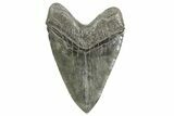 Fossil Megalodon Tooth - South Carolina #365697-2